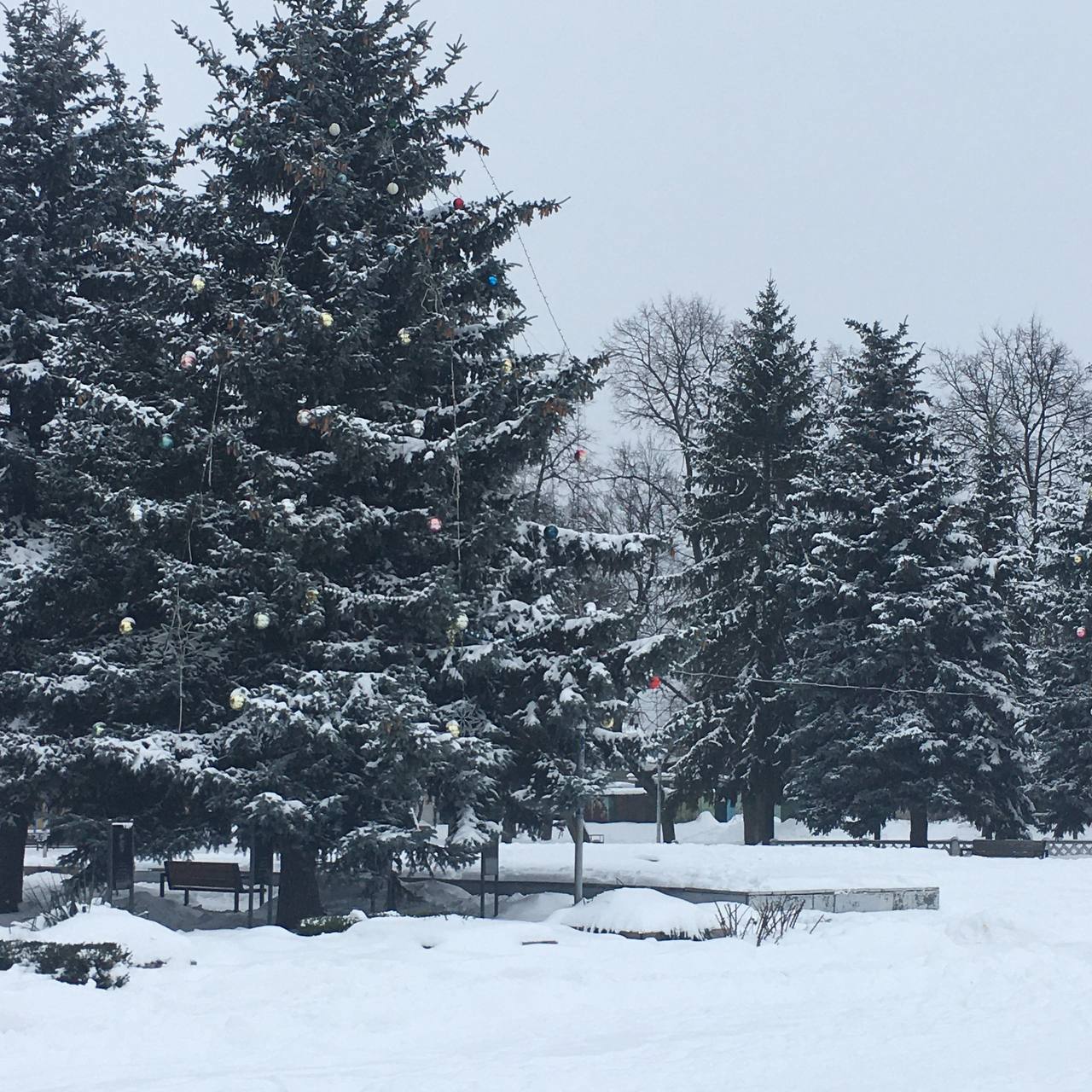 ФОТОФАКТ. У центрі Сосниці живі голубі ялини вже новорічно причепурились&hellip;