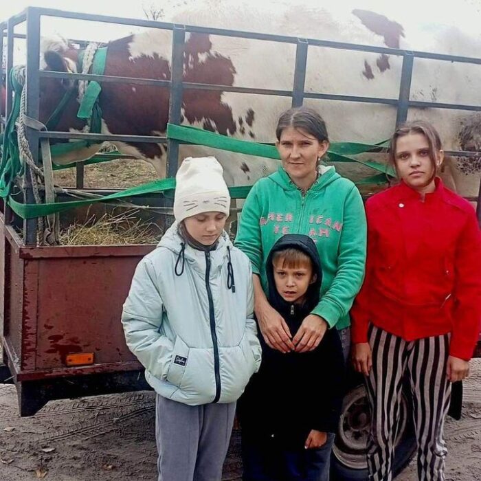 Телиць для багатодітних сімей придбали за кошт облбюджету
