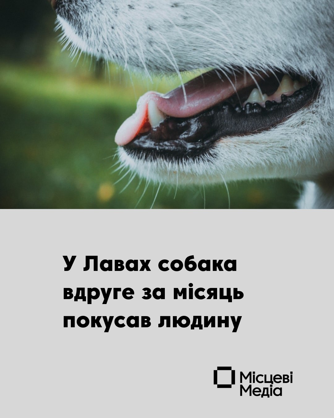 У Сосницькій громаді зафіксовано повторний випадок укусу собакою