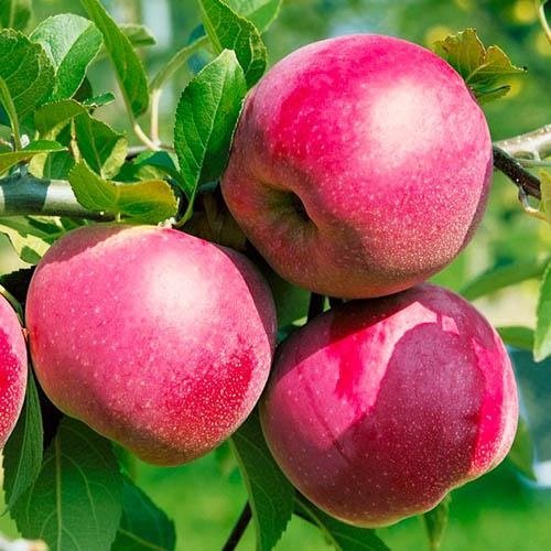 РЕКЛАМА. Продам саджанці яблунь