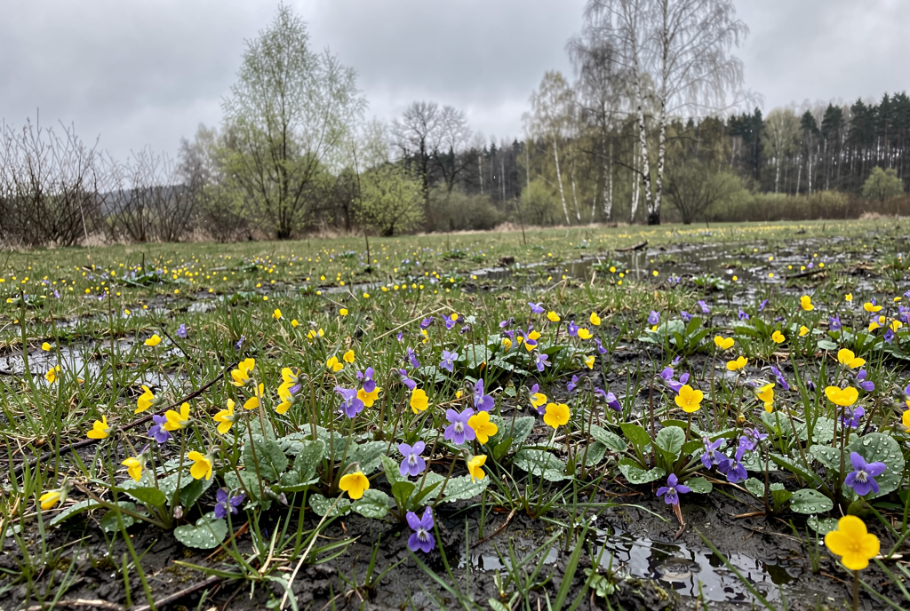 Погода у Сосниці на 04.04.2026